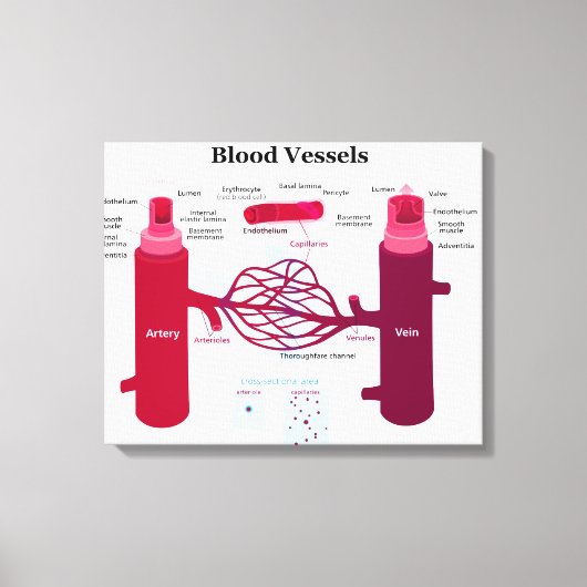 Bloedvataanstekers Veindediagram Canvas Afdruk (Voorkant)