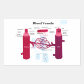 Bloedvataanstekers Veindediagram Rechthoekige Sticker (Voorkant)