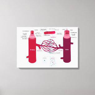 Bloedvaten Diagram Slagaders Aderen Capillairen Canvas Afdruk