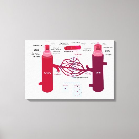 Bloedvaten Diagram Slagaders Aderen Capillairen Canvas Afdruk (Voorkant)