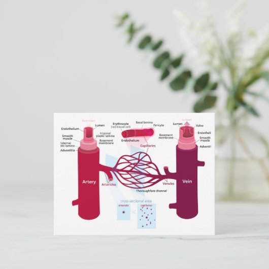 Bloedvaten: slagaders, aders en haarvaten briefkaart (Staand voorkant)
