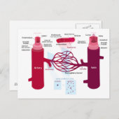 Bloedvaten: slagaders, aders en haarvaten briefkaart (Voorkant / Achterkant)