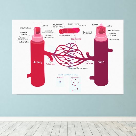Bloedvaten: slagaders, aders en haarvaten canvas afdruk (Insitu (Houten vloer))