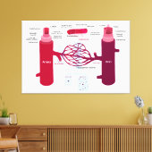 Bloedvaten: slagaders, aders en haarvaten canvas afdruk (Insitu (Woonkamer))