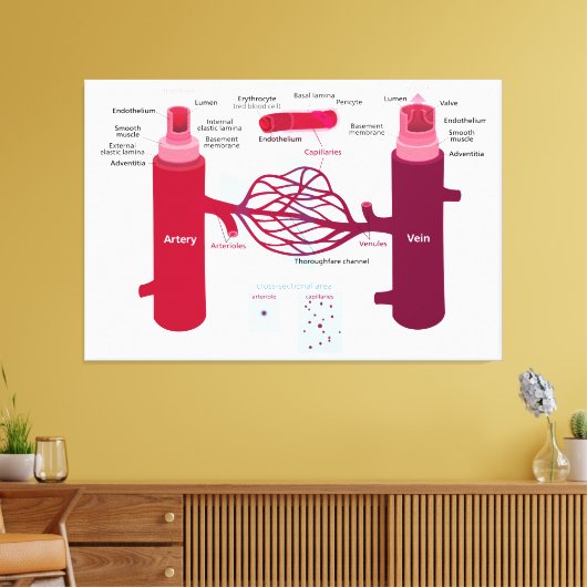 Bloedvaten: slagaders, aders en haarvaten canvas afdruk (Insitu (Woonkamer))
