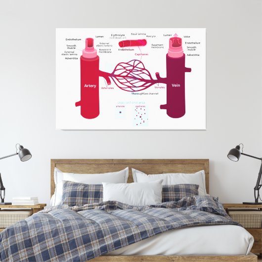 Bloedvaten: slagaders, aders en haarvaten canvas afdruk (Insitu (Slaapkamer))