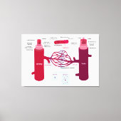 Bloedvaten: slagaders, aders en haarvaten canvas afdruk (Voorkant)