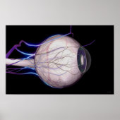 Bloedvaten van het oog poster (Voorkant)