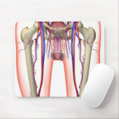 Bloedvoorziening Muismat (Met muis)