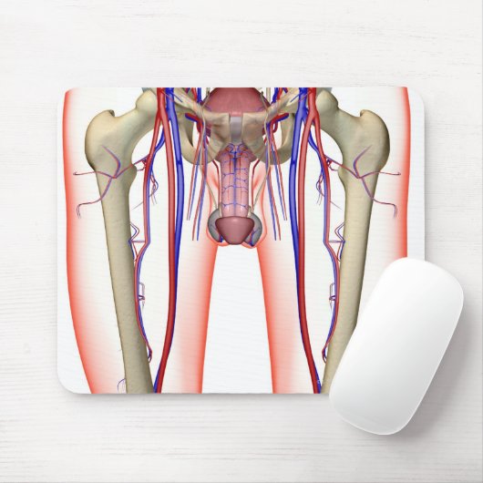 Bloedvoorziening Muismat (Met muis)