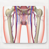 Bloedvoorziening Muismat (Voorkant)