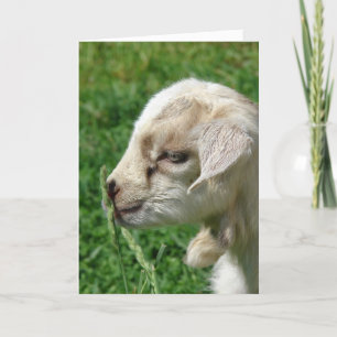 Bloei de geit Kind Pasen Kaart