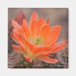 bloei in oranje magneet
