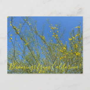 Bloei uit Californië: Palo Verde Briefkaart