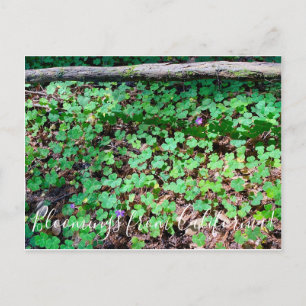 Bloei uit Californië: Redwood Sorrel Briefkaart