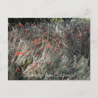 Bloei uit Californië: september fuchsia Briefkaart