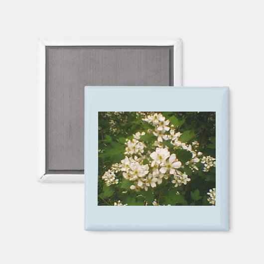 Bloei van de braam magneet (Voorkant / Achterkant)