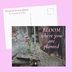 Bloei Waar Je Bent Geplant Roze Bloemen Briefkaart