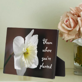 Bloei waar je geplant bent Quote White Daffodil Fotoplaat