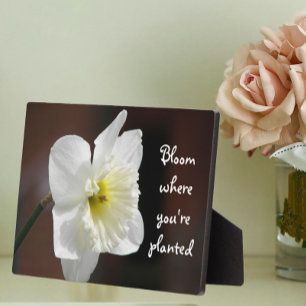 Bloei waar je geplant bent Quote White Daffodil Fotoplaat