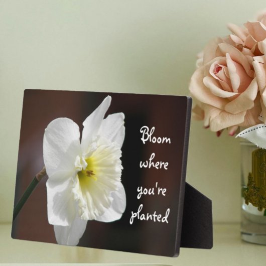 Bloei waar je geplant bent Quote White Daffodil Fotoplaat