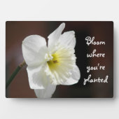Bloei waar je geplant bent Quote White Daffodil Fotoplaat (voorkant)