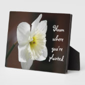 Bloei waar je geplant bent Quote White Daffodil Fotoplaat (Zijkant)