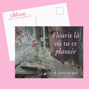Bloei waar je geplant bent Roze Bloemen Briefkaart