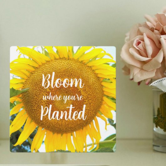 Bloei waar je geplant gele zonnebloem fotoplaat