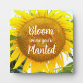 Bloei waar je geplant gele zonnebloem fotoplaat (Voorkant)