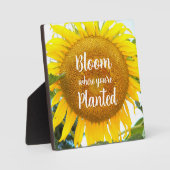 Bloei waar je geplant gele zonnebloem fotoplaat (Voorkant)