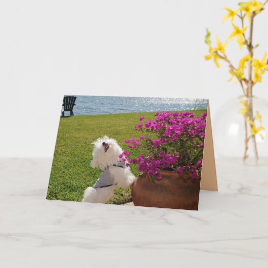 Bloei waar u geplant wenskaartafbeelding bent kaart (Gele Bloem)