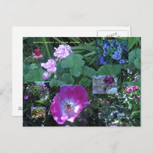 Bloeien boven alles bloeien briefkaart (Voorkant / Achterkant)