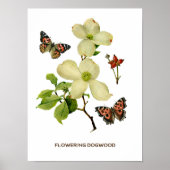  bloeiend Dogwood Botanisch Poster (Voorkant)
