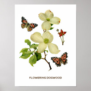 bloeiend Dogwood Botanisch Poster