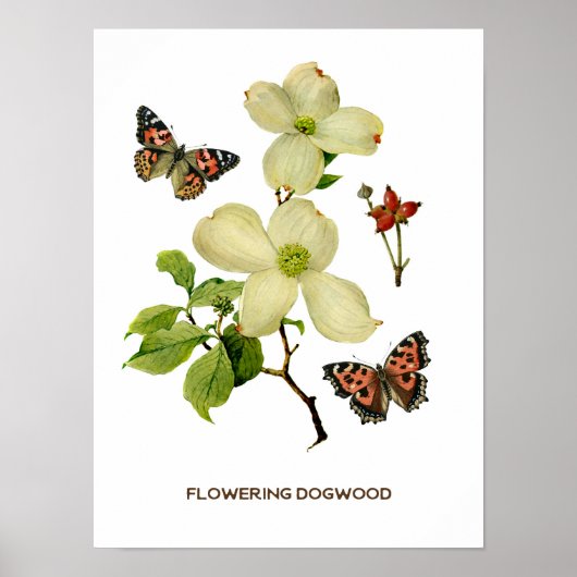  bloeiend Dogwood Botanisch Poster (Voorkant)