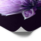 Bloeiend Paarse Scallion Allium Close Up Poster (Hoek)