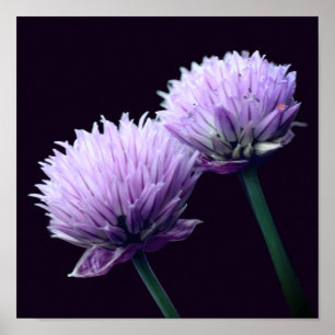 Bloeiend Paarse Scallion Allium Close Up Poster