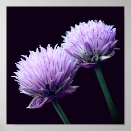 Bloeiend Paarse Scallion Allium Close Up Poster (Voorkant)