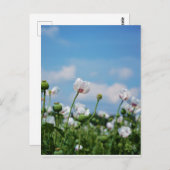 Bloeiend Papaver somneferum maanzaad bloemen. Briefkaart (Voorkant / Achterkant)