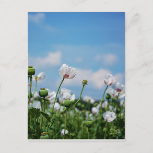 Bloeiend Papaver somneferum maanzaad bloemen. Briefkaart