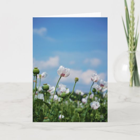Bloeiend Papaver somneferum maanzaad bloemen. Kaart (Voorkant)