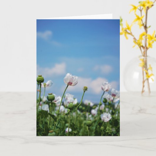 Bloeiend Papaver somneferum maanzaad bloemen. Kaart (Gele Bloem)