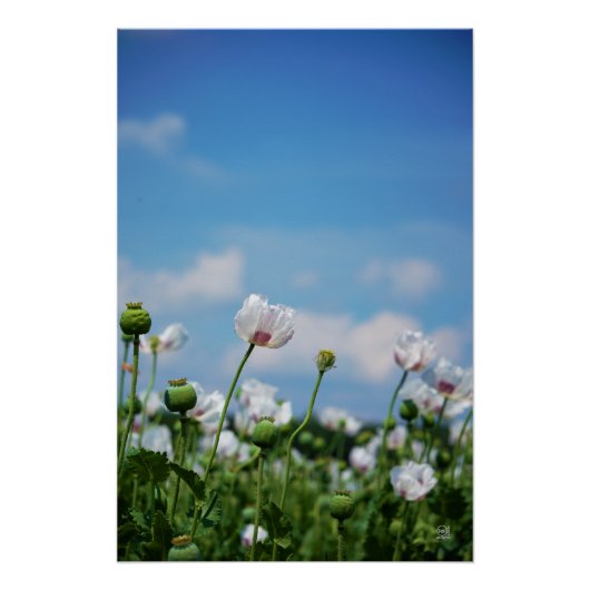 Bloeiend Papaver somneferum maanzaad bloemen. Perfect Poster (Voorkant)