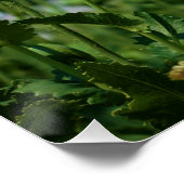 Bloeiend Papaver somneferum maanzaad bloemen. Perfect Poster (Hoek)