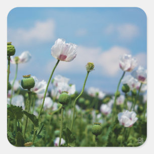 Bloeiend Papaver somneferum maanzaad bloemen. Vierkante Sticker