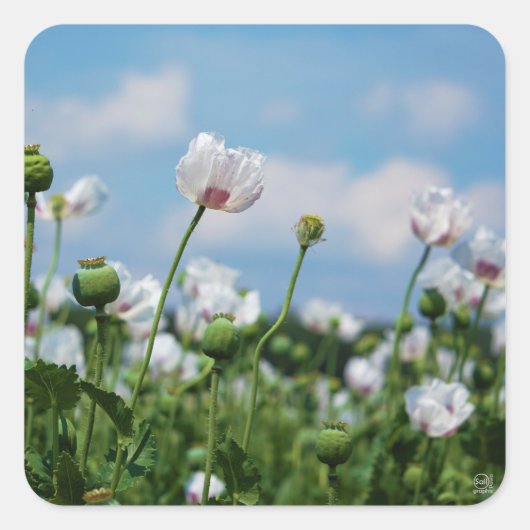 Bloeiend Papaver somneferum maanzaad bloemen. Vierkante Sticker (Voorkant)