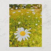 Bloeiend Scandinavisch zomer veld Briefkaart (Voorkant)