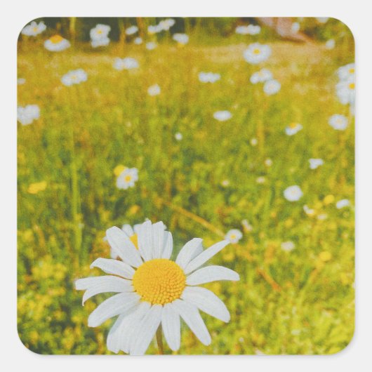 Bloeiend Scandinavisch zomer veld Vierkante Sticker (Voorkant)
