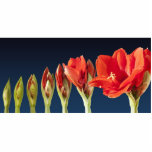 Bloeiende Amaryllisbloem Staand Fotobeeldje<br><div class="desc">Prachtige time-lapse foto van bloeiende Amaryllis Flower. Hoge kwaliteit foto en prachtige geschenken voor bloemen liefhebbers.</div>